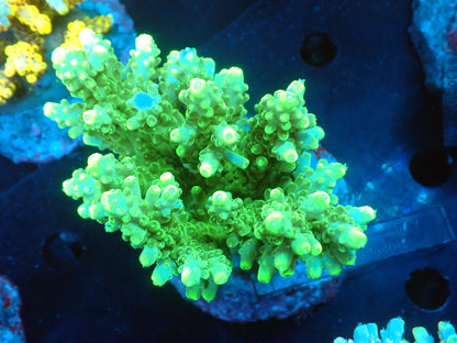 Acropora (ミドリイシ) インドネシア産032