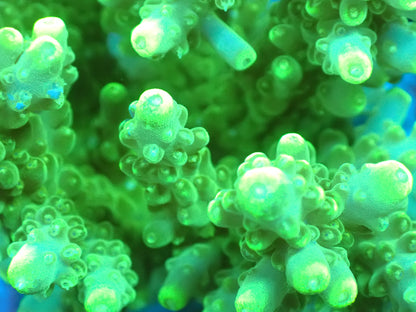 Acropora (ミドリイシ) インドネシア産032