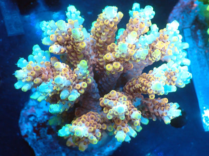 Acropora (microclados) インドネシア産033