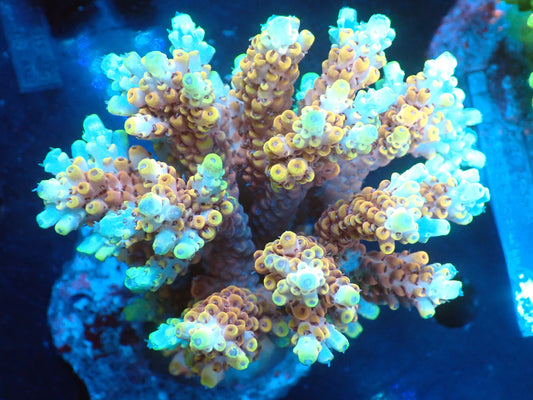 Acropora (microclados) インドネシア産033