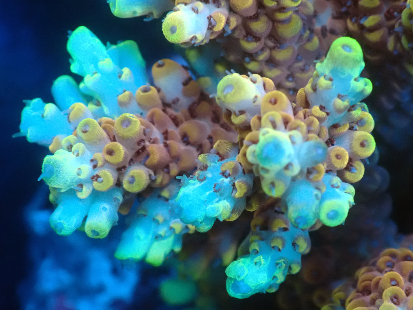 Acropora (microclados) インドネシア産033