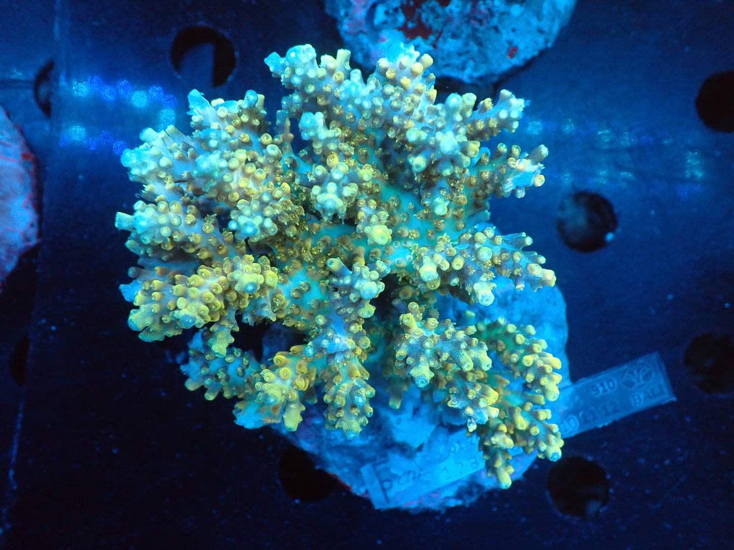 Acropora (microclados) インドネシア産034