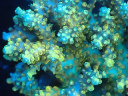 Acropora (microclados) インドネシア産034