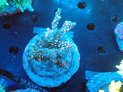 Acropora (ミドリイシ) インドネシア産035