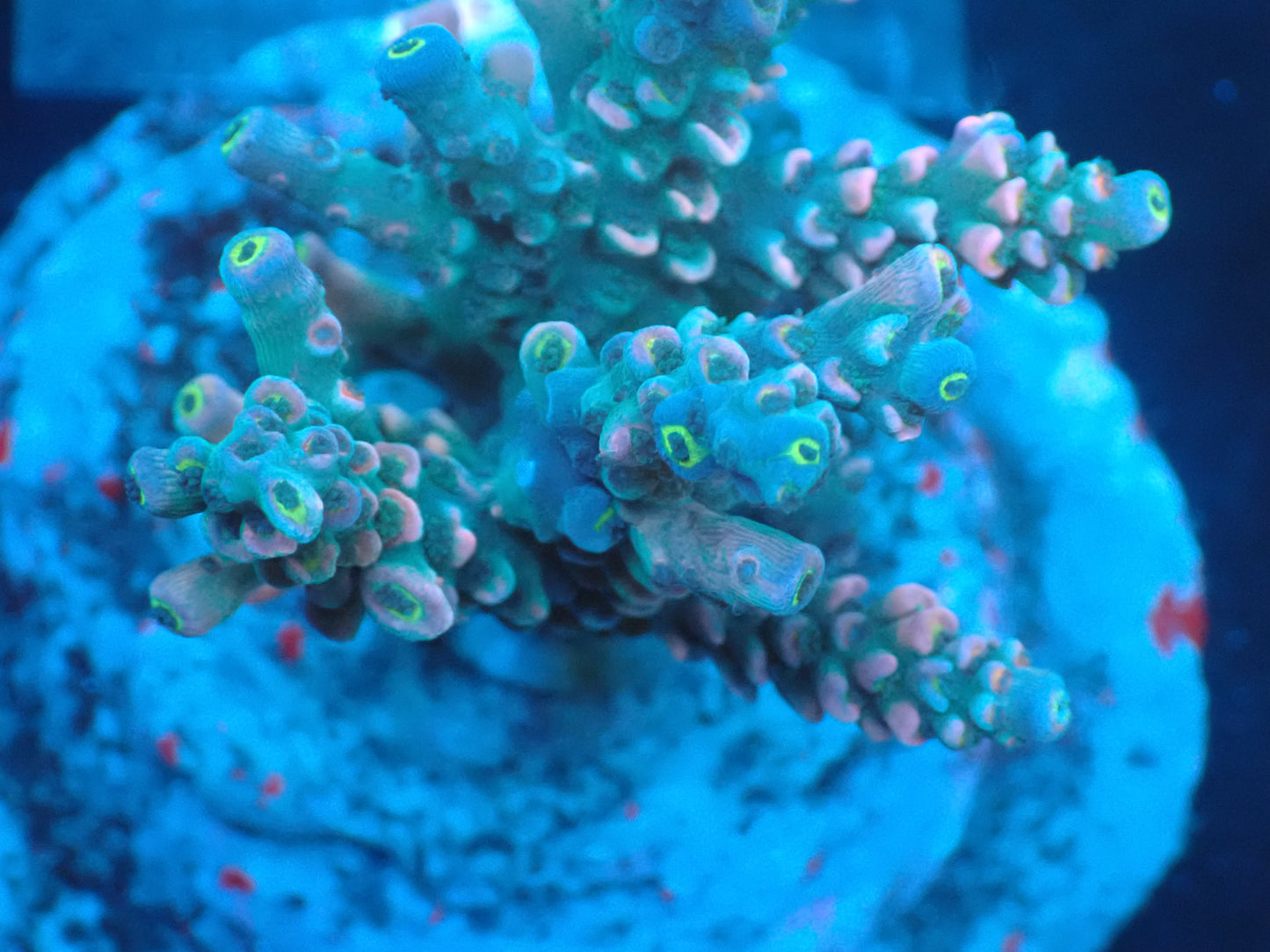 Acropora (ミドリイシ) インドネシア産035