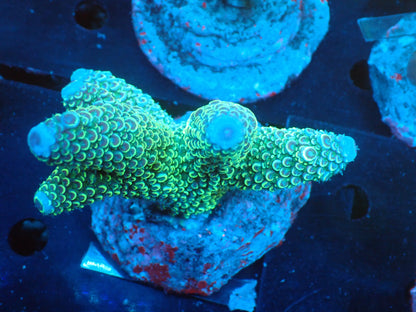 Acropora (monticulosa) インドネシア産036