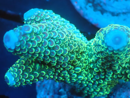 Acropora (monticulosa) インドネシア産036