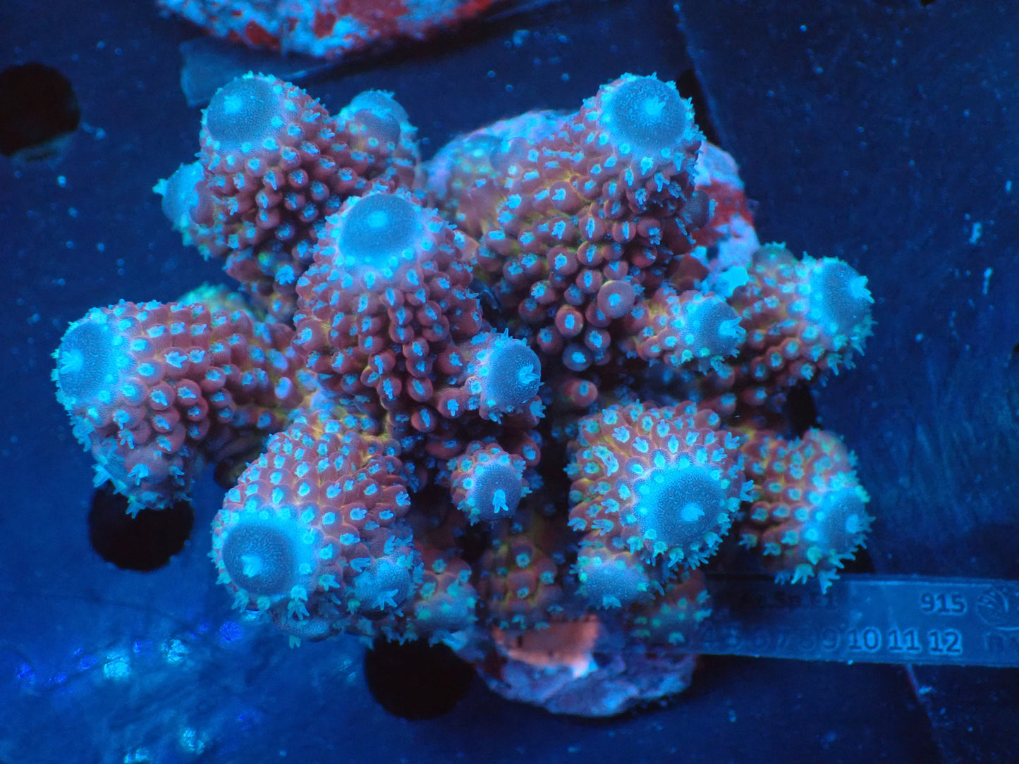 Acropora ( humilis) インドネシア産037