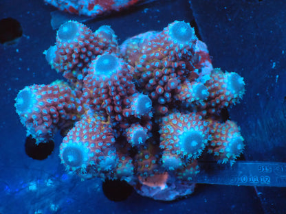 Acropora ( humilis) インドネシア産037