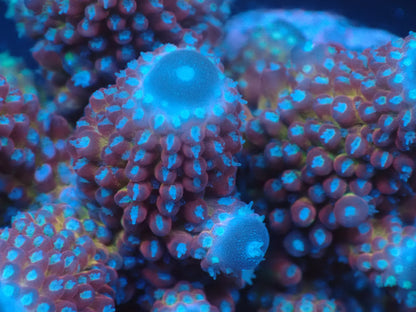 Acropora ( humilis) インドネシア産037