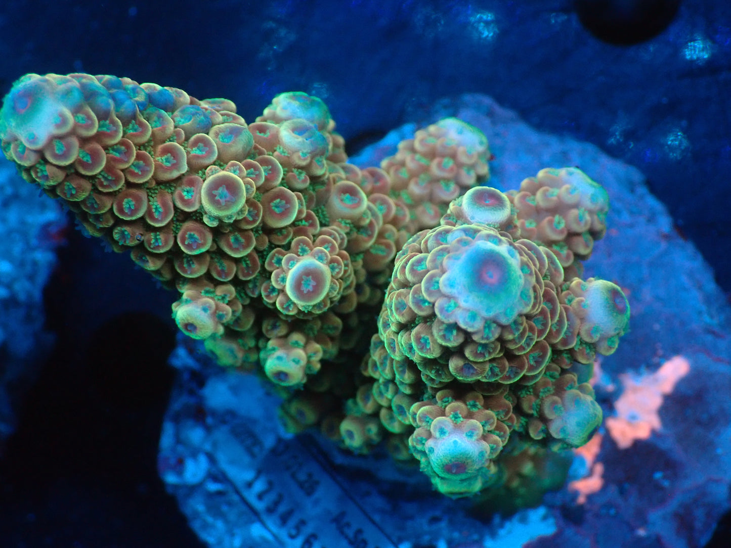 Acropora ( digitifera) インドネシア産038