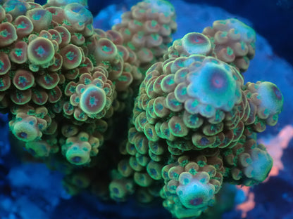 Acropora ( digitifera) インドネシア産038