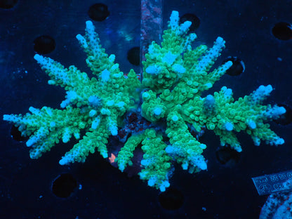 激レア Acropora ( parilisパラリシス) フラグ03