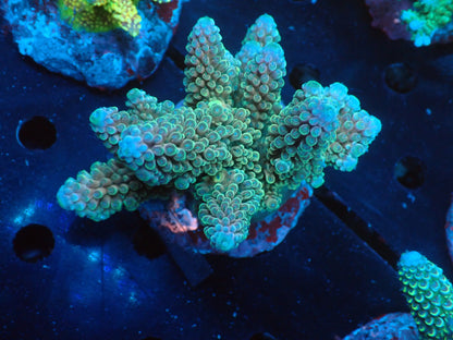 Acropora ( ミドリイシ) インドネシア産040