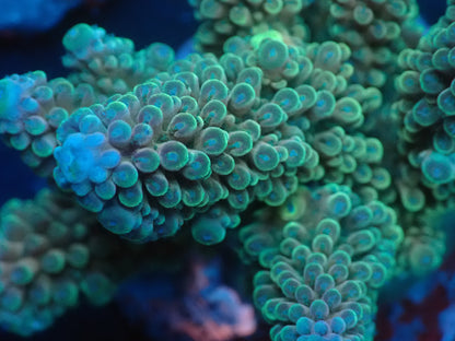 Acropora ( ミドリイシ) インドネシア産040