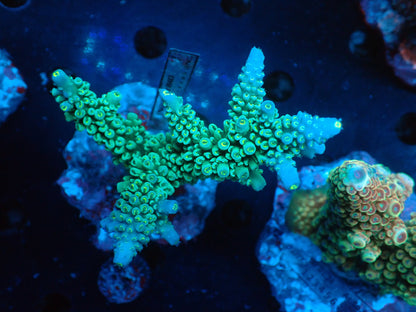 Acropora (hoeksemai) インドネシア産041