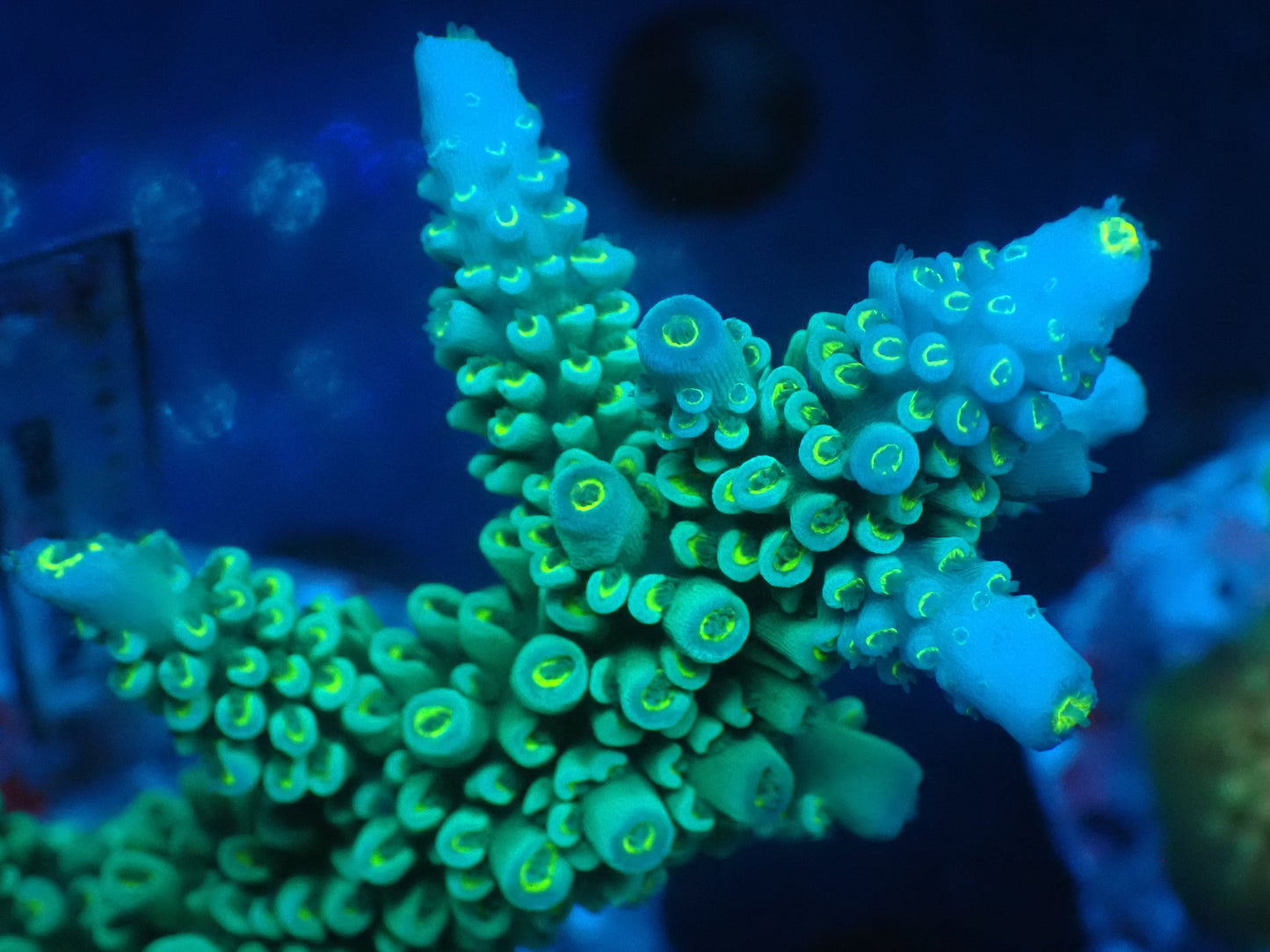 Acropora (hoeksemai) インドネシア産041