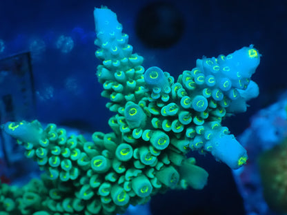 Acropora (hoeksemai) インドネシア産041