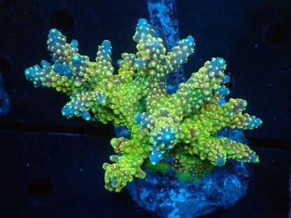 Acropora (Natalensi)フラグ 01
