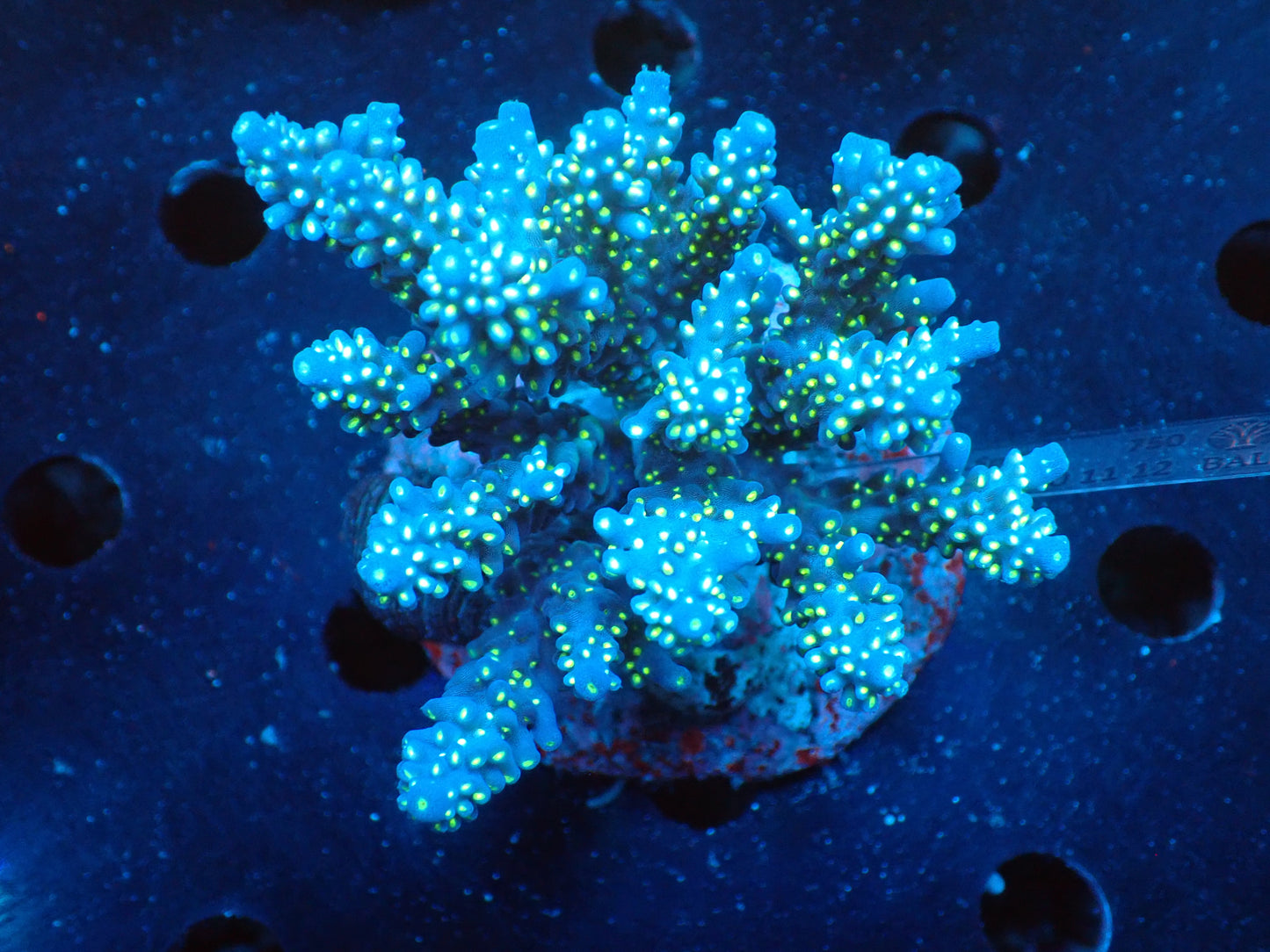Acropora (ミドリイシ) インドネシア産043