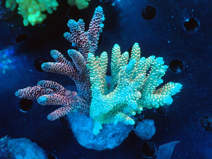 Acropora (millepora) インドネシア産046