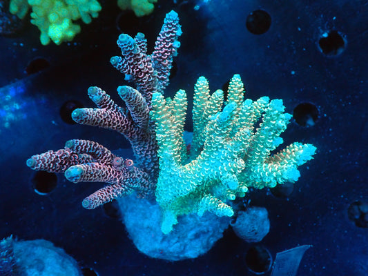 Acropora (millepora) インドネシア産046