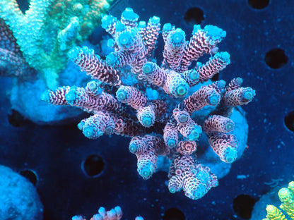 Acropora (millepora) インドネシア産047