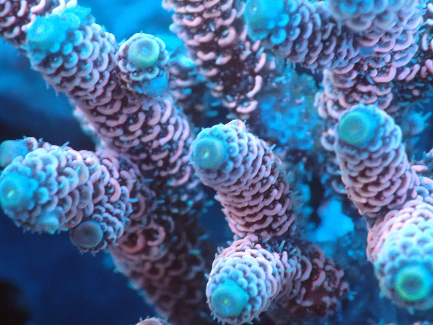 Acropora (millepora) インドネシア産047