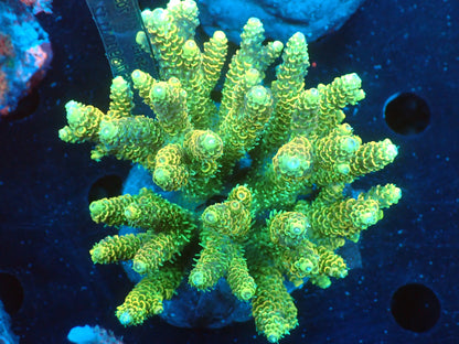 Acropora (millepora) インドネシア産048