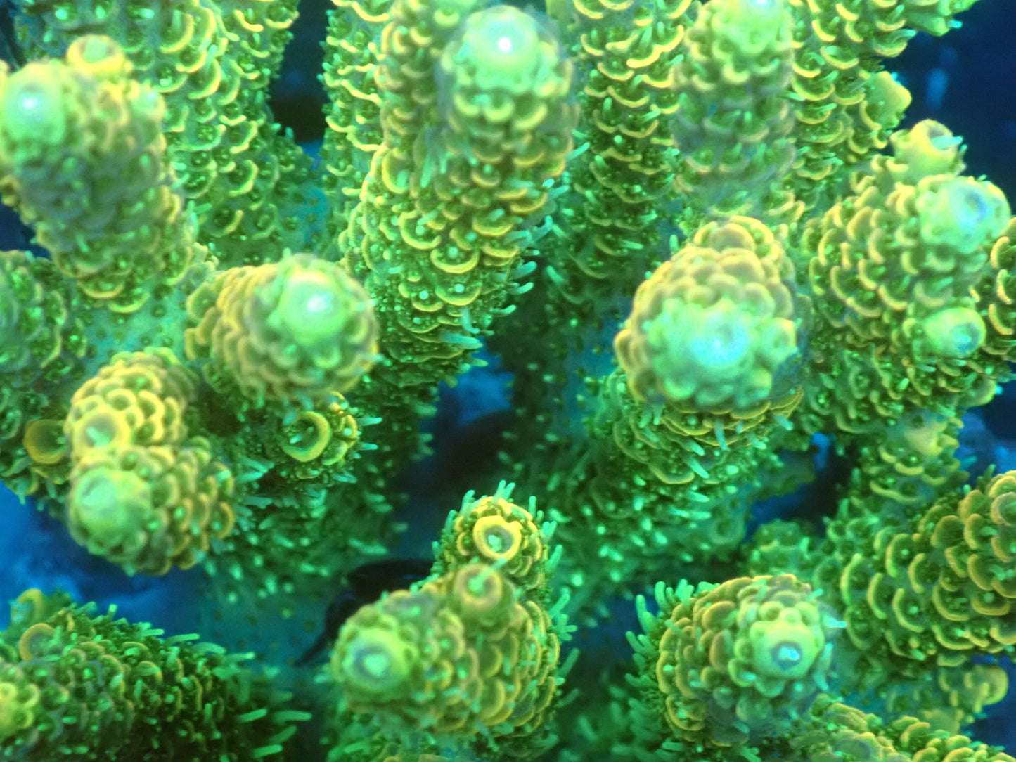 Acropora (millepora) インドネシア産048