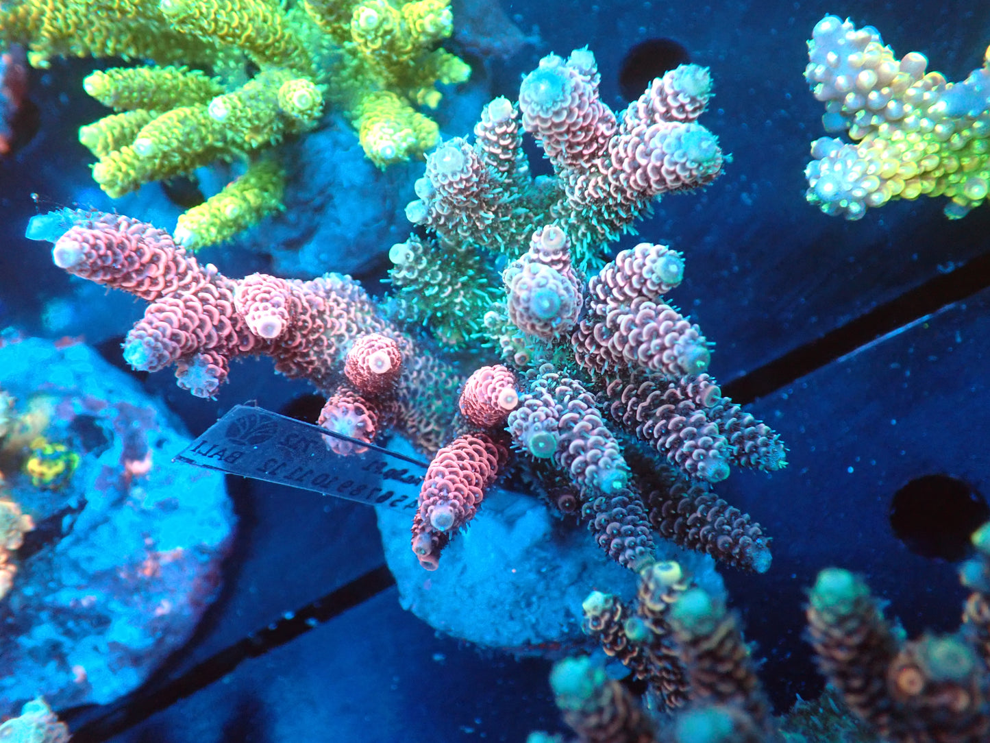 Acropora (millepora) インドネシア産049