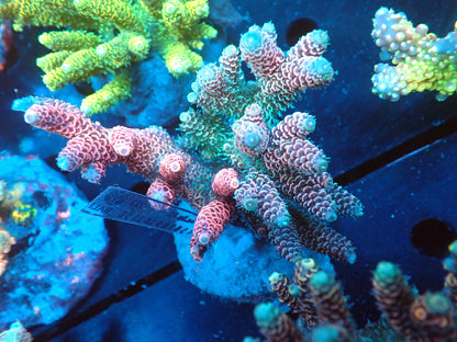 Acropora (millepora) インドネシア産049