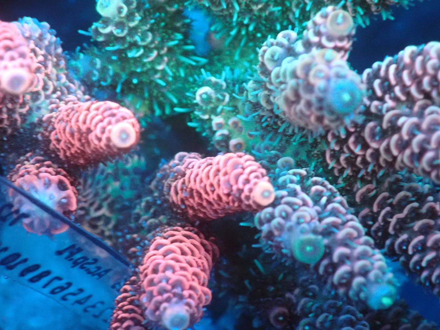 Acropora (millepora) インドネシア産049