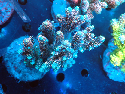 Acropora (millepora) インドネシア産050