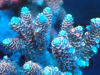 Acropora (millepora) インドネシア産050