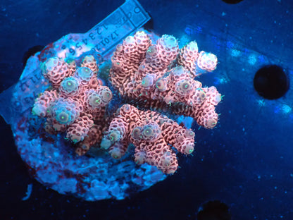 Acropora (millepora) インドネシア産051
