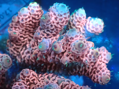 Acropora (millepora) インドネシア産051