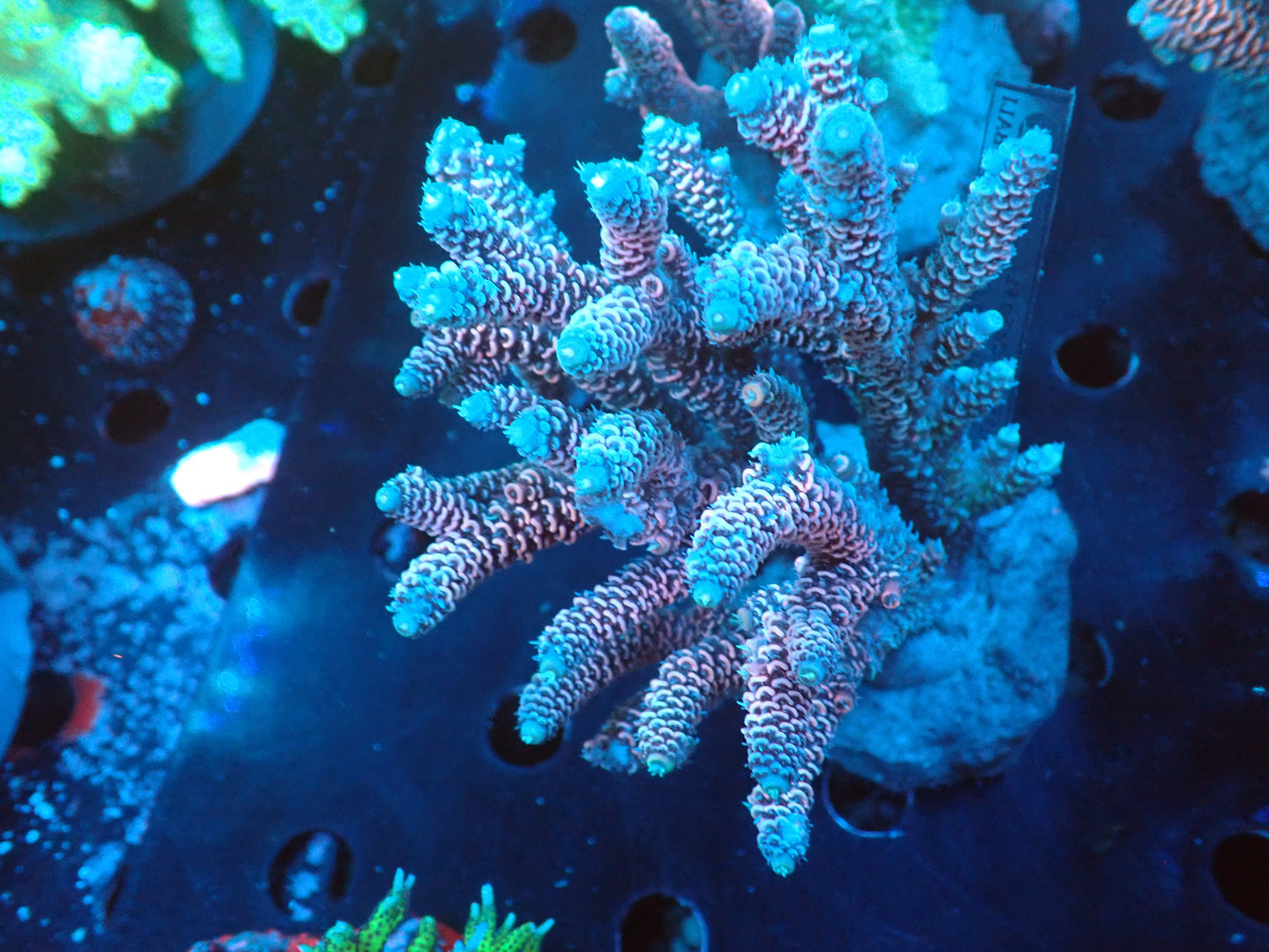 Acropora (millepora) インドネシア産052