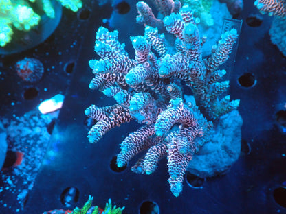Acropora (millepora) インドネシア産052