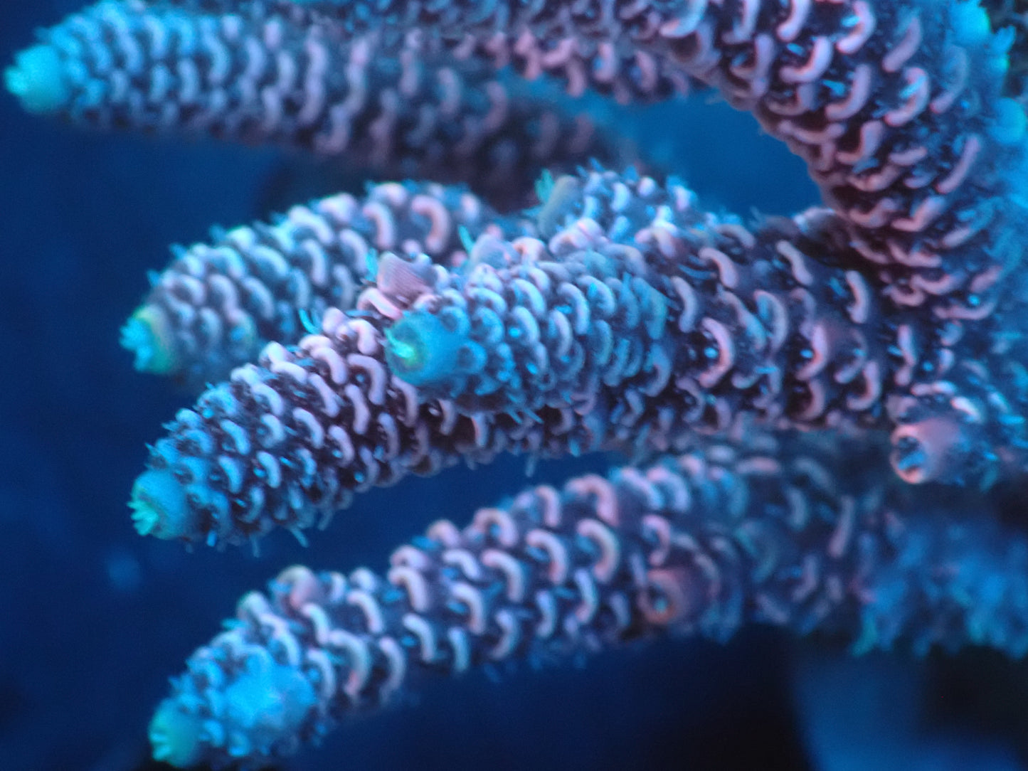 Acropora (millepora) インドネシア産052