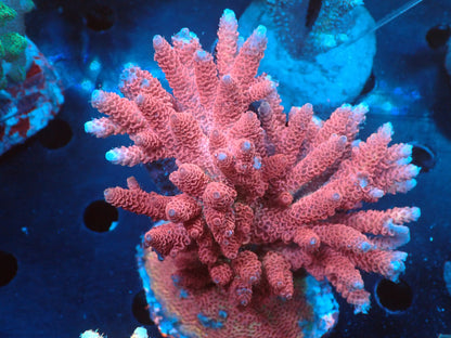 Acropora (millepora) インドネシア産053