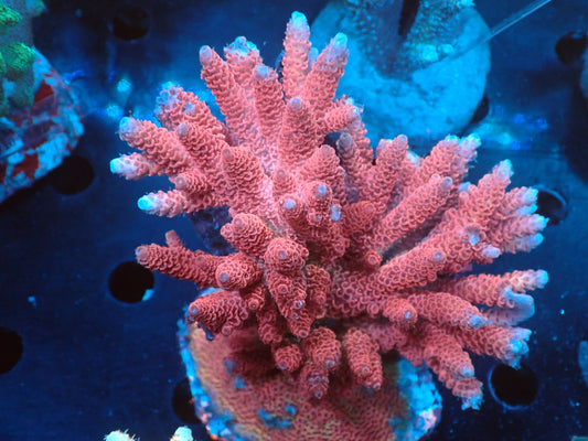 Acropora (millepora) インドネシア産053