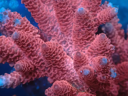 Acropora (millepora) インドネシア産053