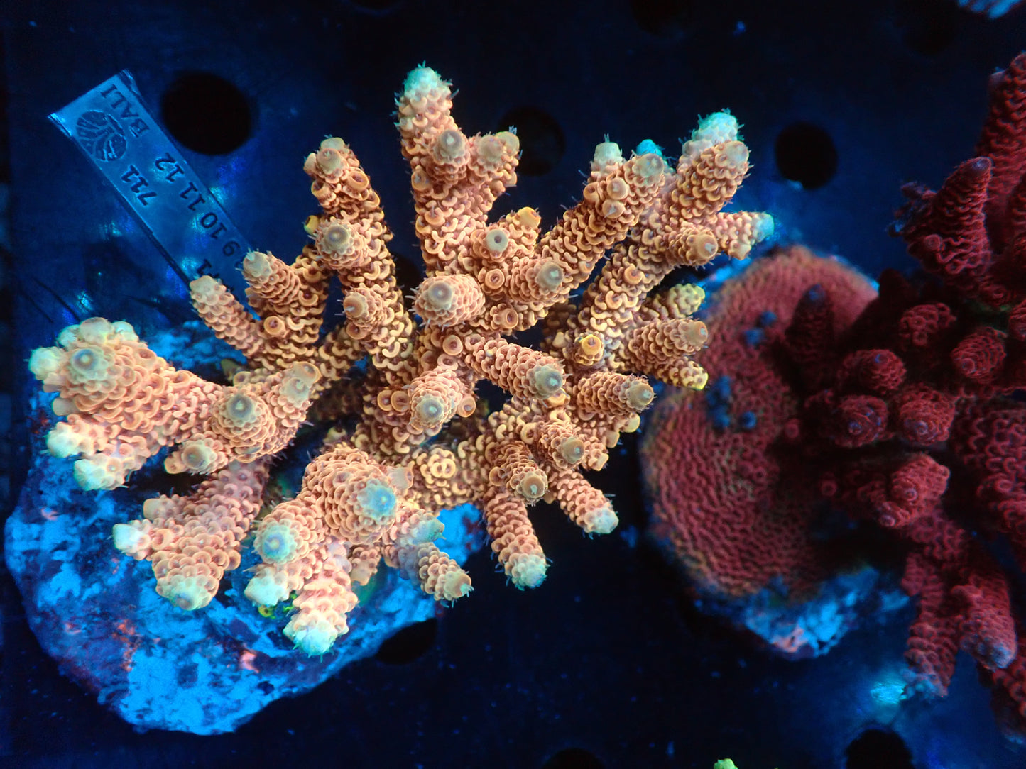 Acropora (millepora) インドネシア産054