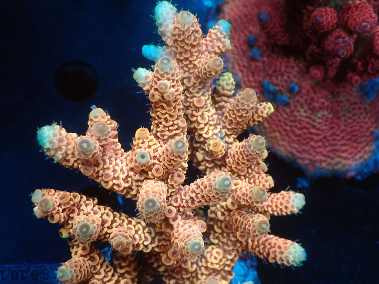 Acropora (millepora) インドネシア産054
