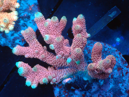 Acropora (millepora) インドネシア産055