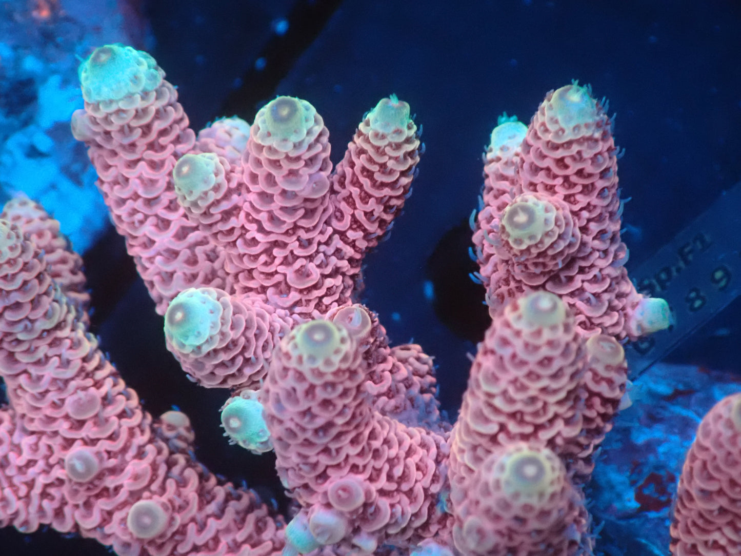 Acropora (millepora) インドネシア産055