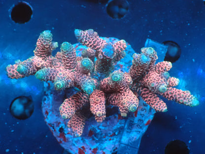 Acropora (millepora) インドネシア産056