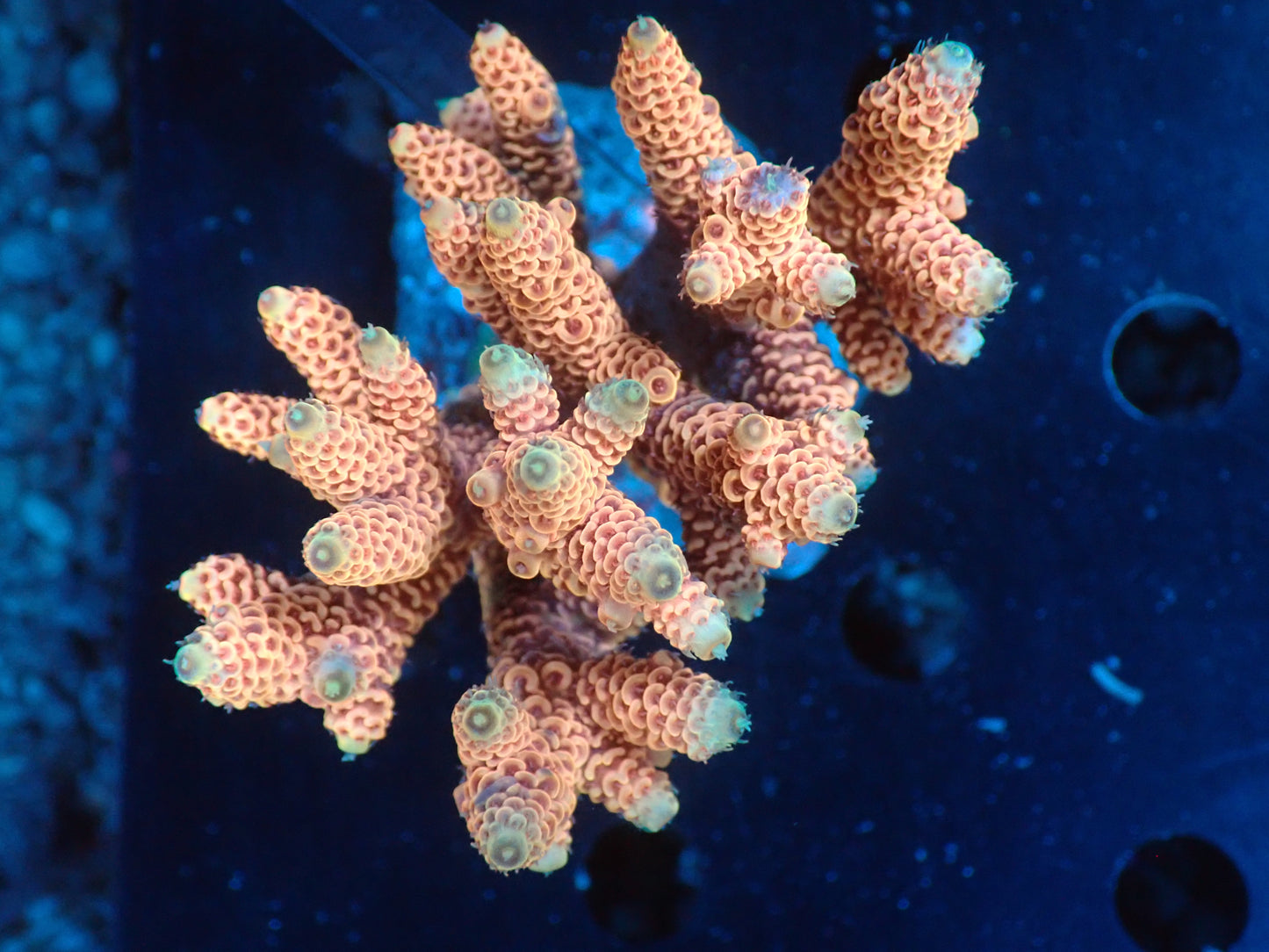 Acropora (millepora) インドネシア産057