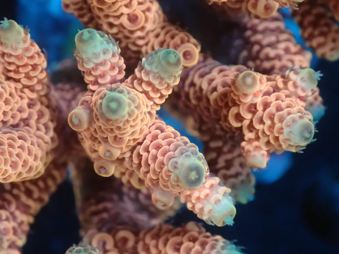 Acropora (millepora) インドネシア産057